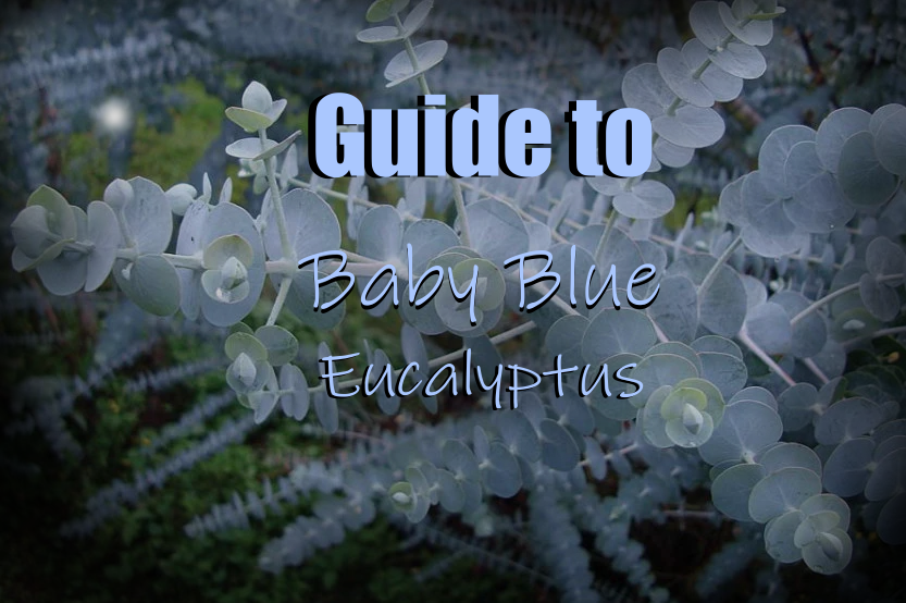 A Guide to Baby Blue Eucalyptus