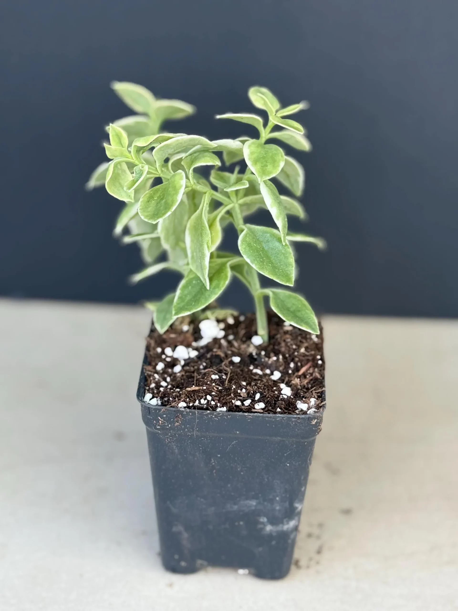 Caring for Baby Sunrose Succulent