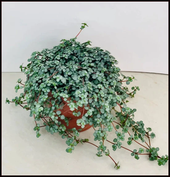 Caring for Baby Blue Tears Pilea