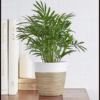 Bella Palm neanthe