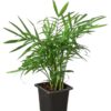Bella Palm neanthe - Image 2