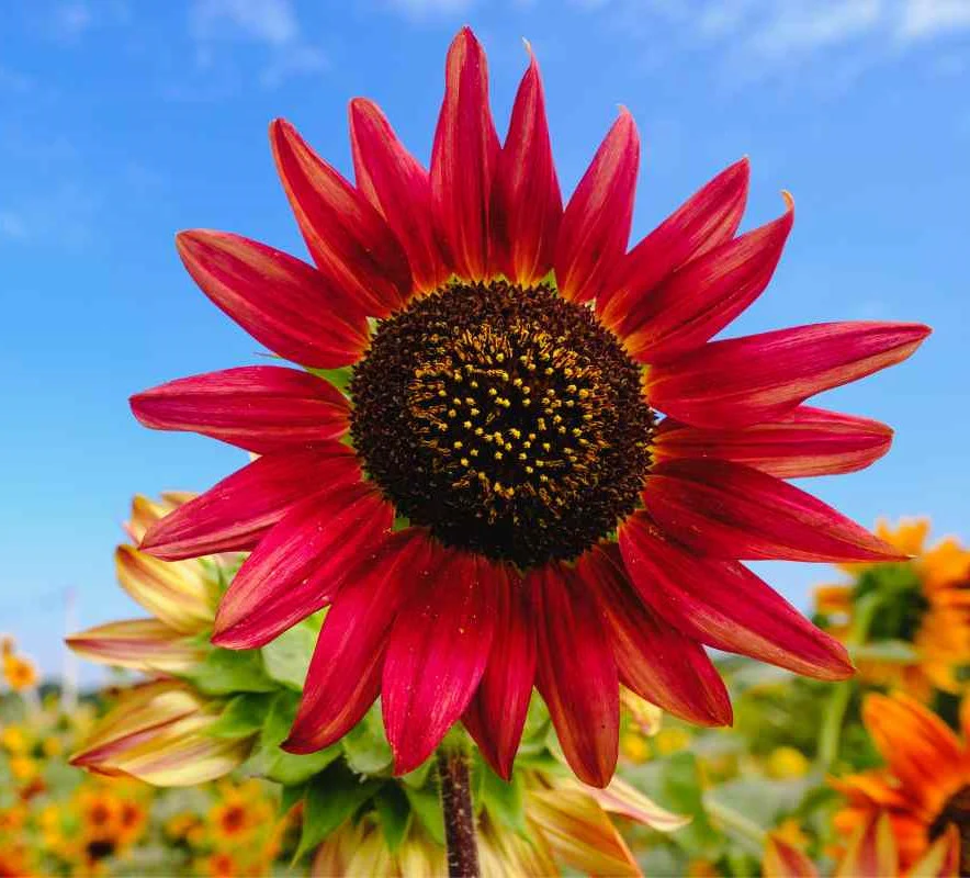 How to Care for Big Red Sunflower Seeds: A Comprehensive Guide