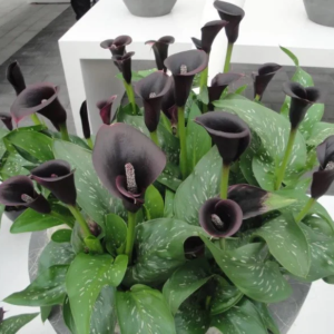 black calla lily