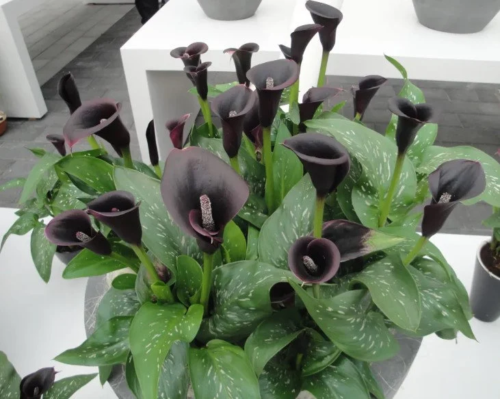 black calla lily