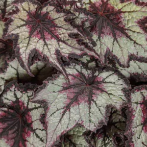 black cherry rex begonia