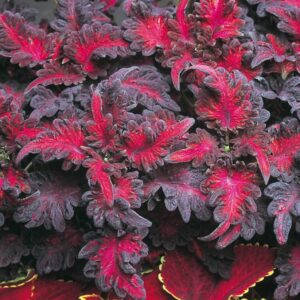 black dragon coleus