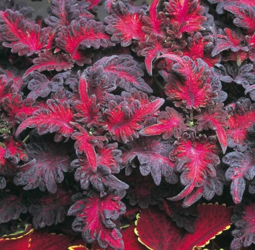 black dragon coleus