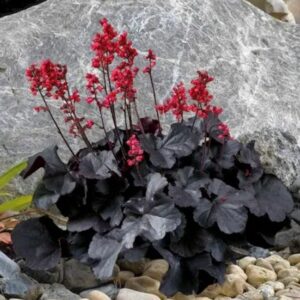 black forest cake heuchera