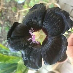 black hollyhock