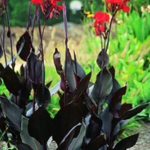 black knight canna lily