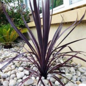 black knight cordyline