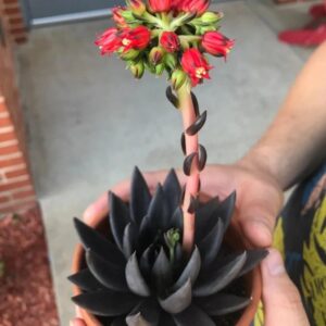 black knight echeveria