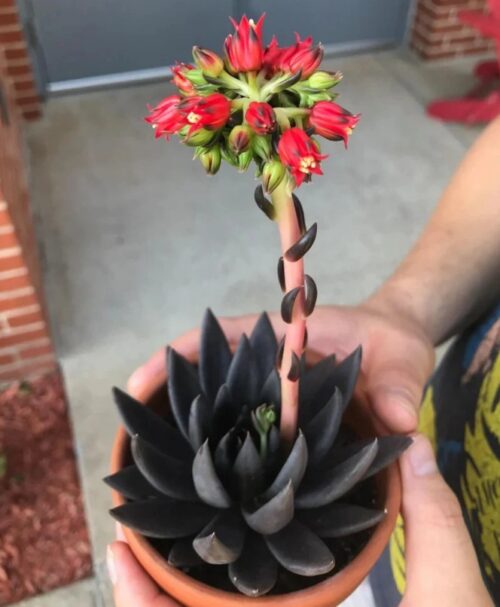 black knight echeveria