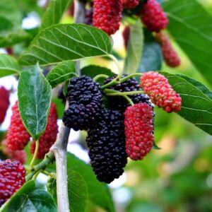 black mulberry