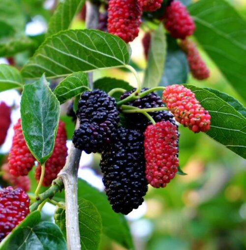 black mulberry