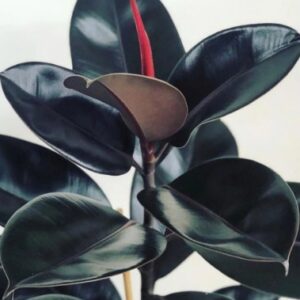 black rubber tree