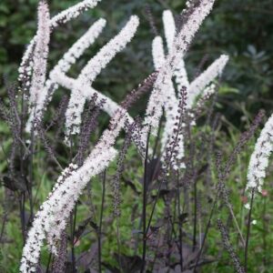 black snakeroot