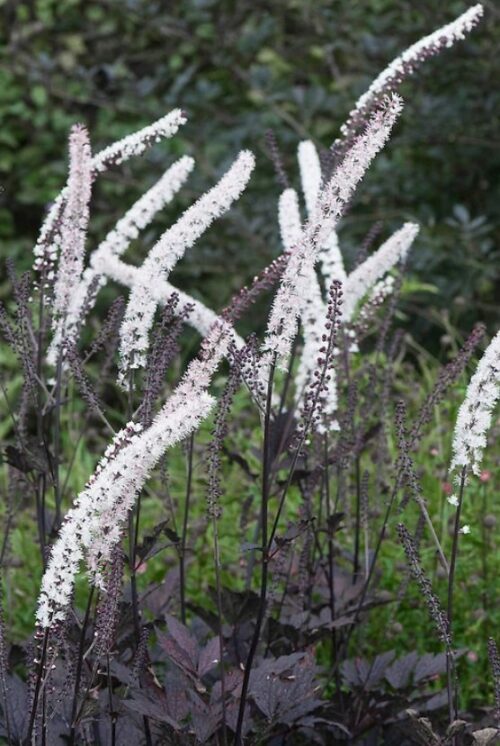 black snakeroot