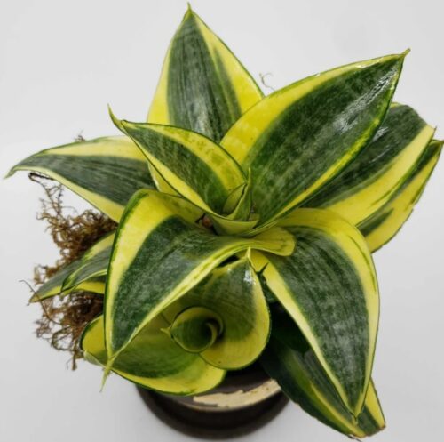 black star snake plant