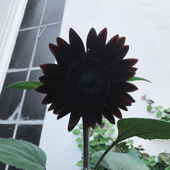 How to Care for Black Beauty Sunflower Seeds: A Comprehensive Guide