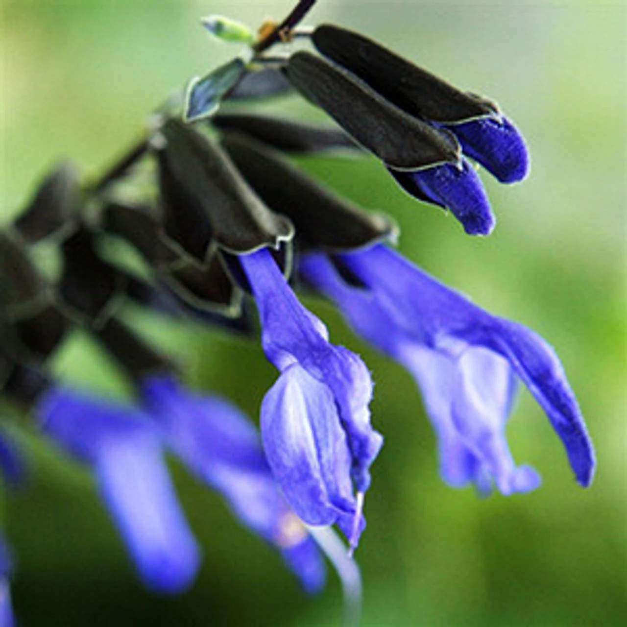 How to Care for Black and Blue Salvia: A Comprehensive Guide