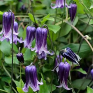 blue bells clematis vine