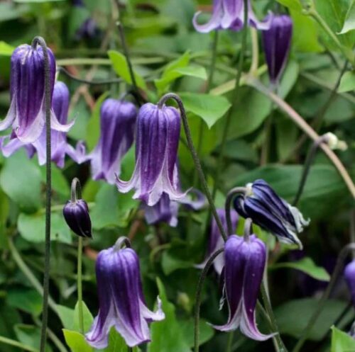 blue bells clematis vine