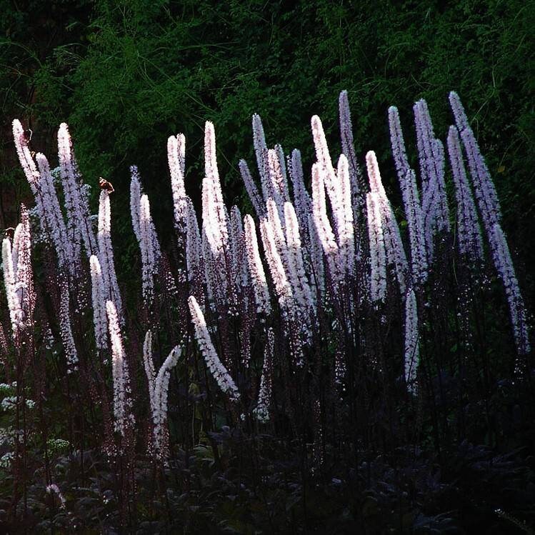 How to Care for Black Bugbane (Actaea simplex ‘Black Negligee’): A Comprehensive Guide