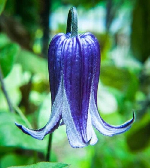 clematis blue bells