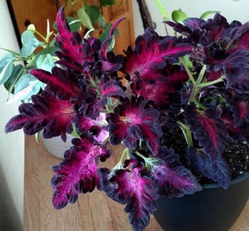 coleus black dragon