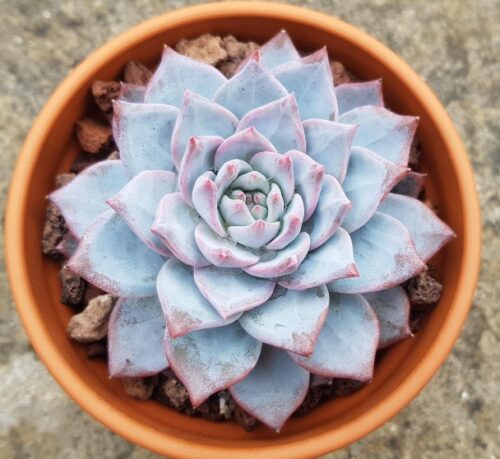 Blue Bird Echeveria