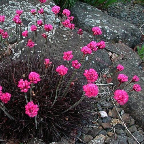 sea thrift black