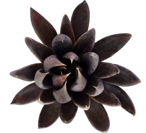 succulent black knight echeveria