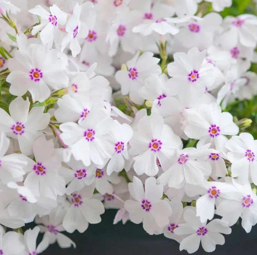 How to Care for Amazing Grace White Phlox