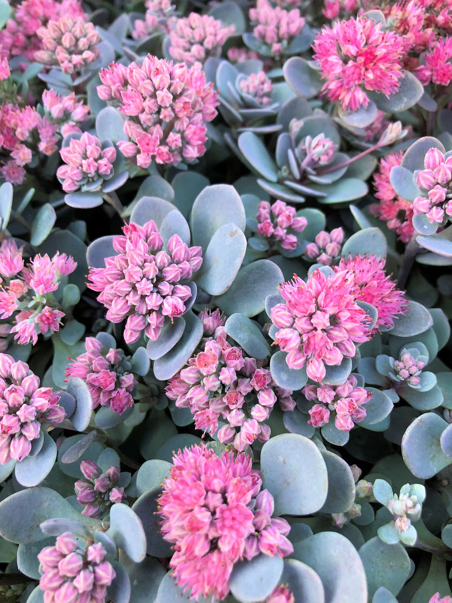 How to Care for Blue Elf Sedum (Sedum ‘Blue Elf’)