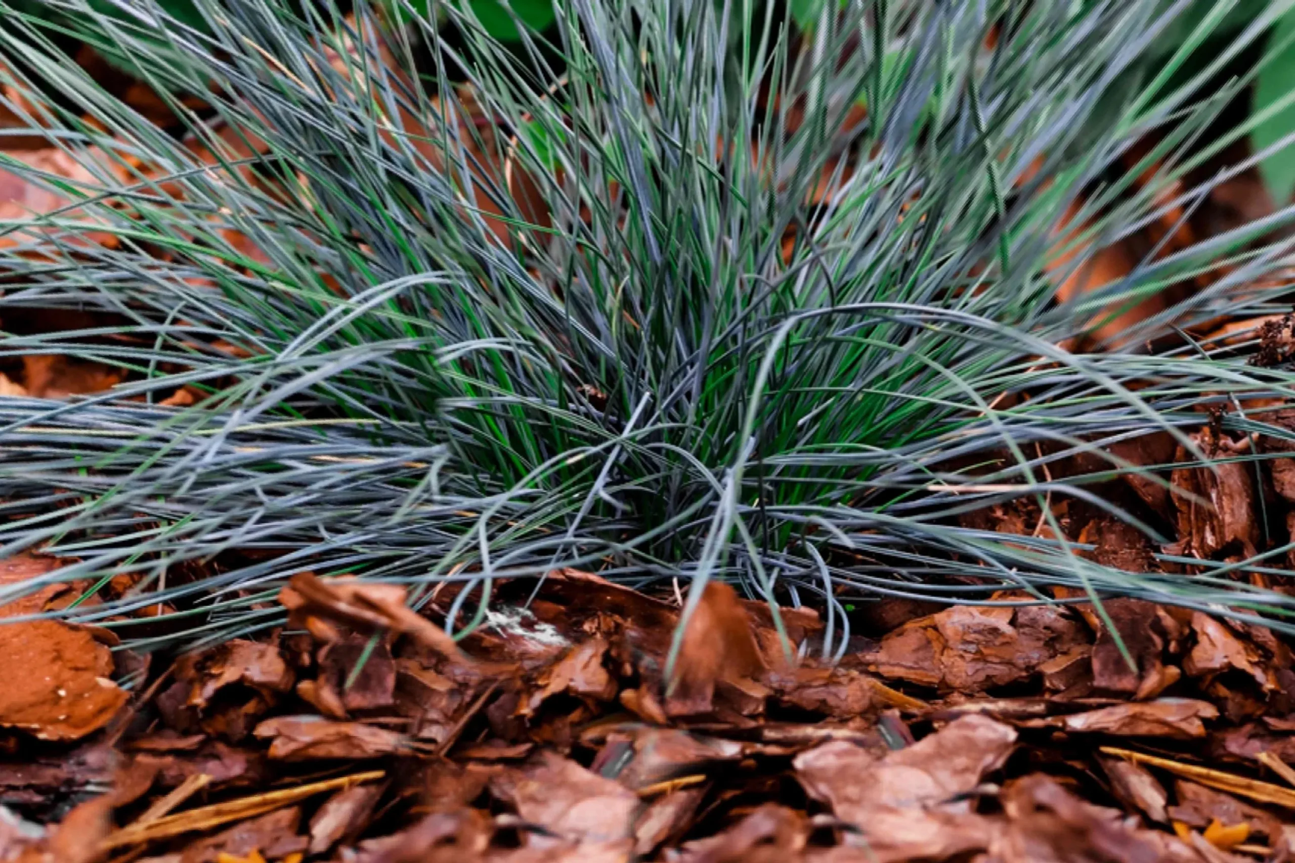 How to Care for Blue Fescue (Festuca glauca)