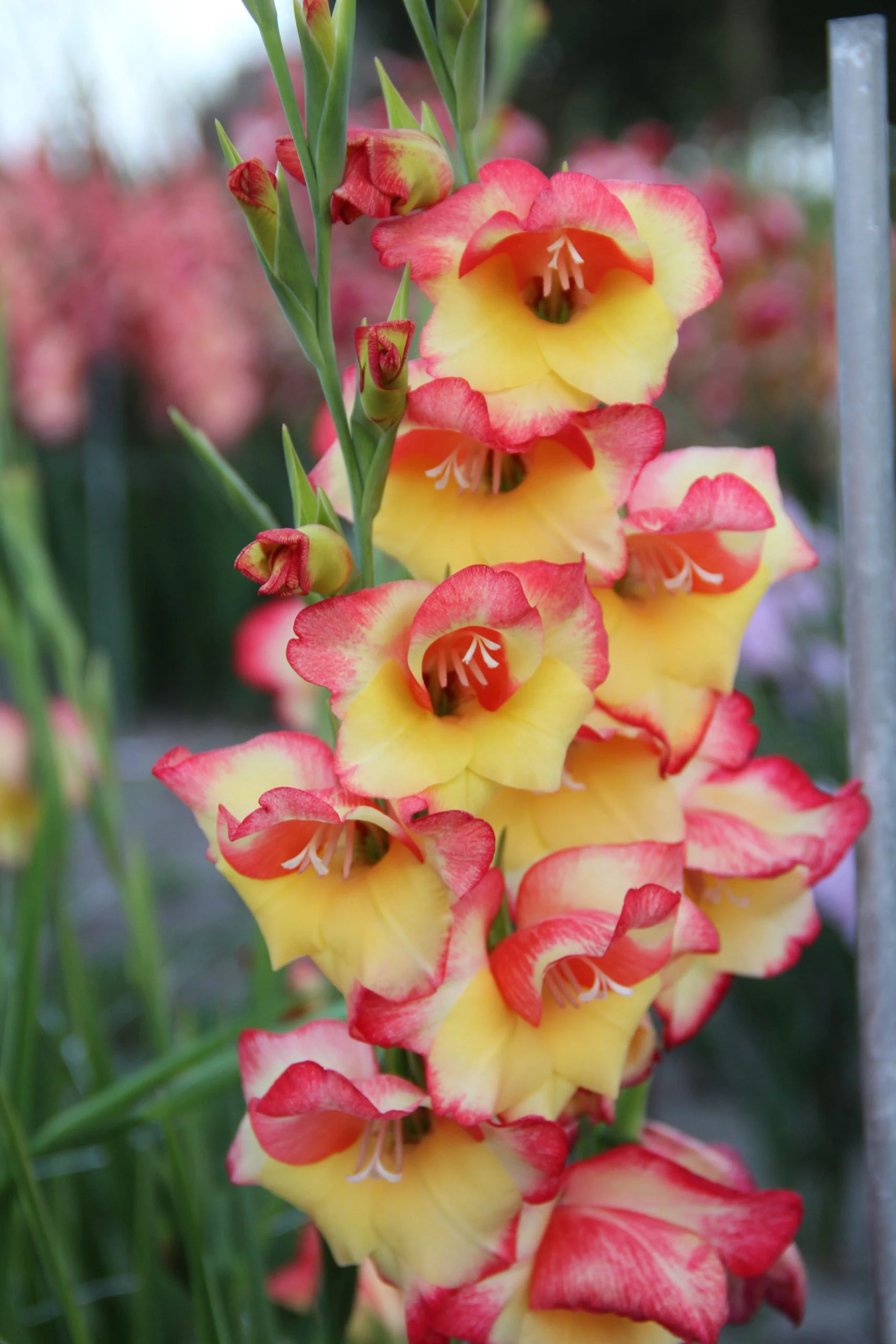 Las Vegas Gladiolus Bulbs Care Guide