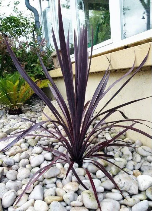 How to Care for Black Knight Cordyline Grass (Cordyline australis ‘Black Knight’)