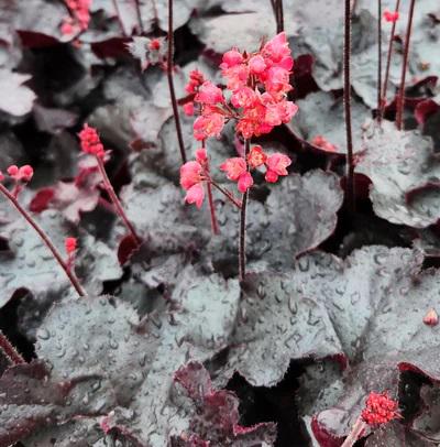 How to Care for Black Forest Cake Heuchera