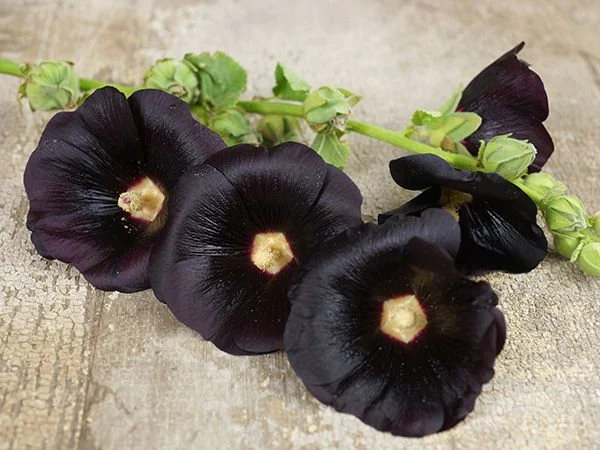 How to Care for Black Hollyhock (Alcea rosea ‘Nigra’)