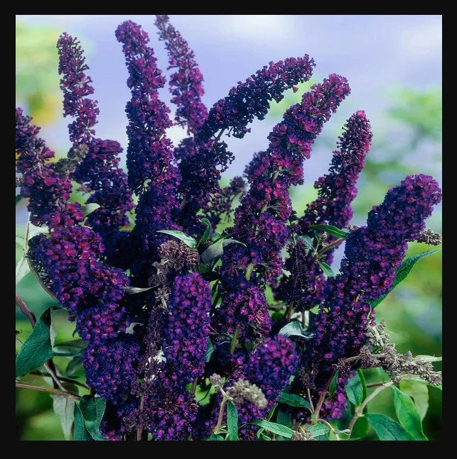 How to Care for Black Knight Butterfly Bush (Buddleja davidii ‘Black Knight’)