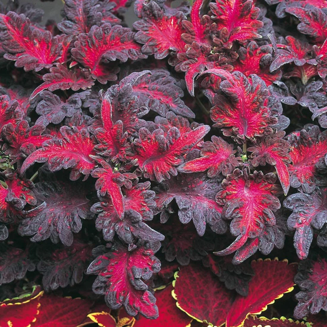 How to Care for Black Dragon Coleus