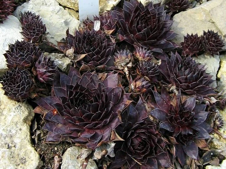 How to Care for Black Hen and Chicks Succulent