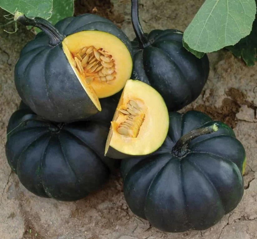 How to Grow and Care for Black Midnight Pumpkin Seeds (Gourd)