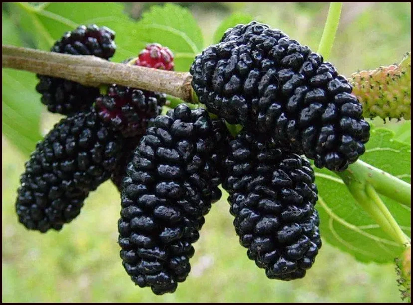 How to Care for a Black Mulberry Tree (Morus nigra)