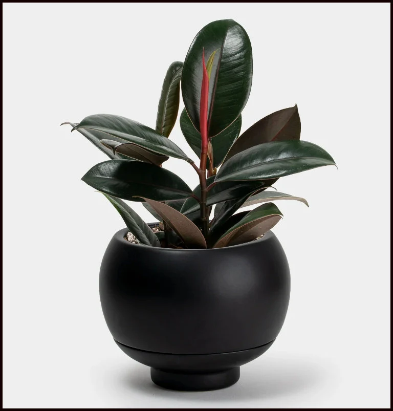 How to Care for a Black Rubber Tree (Ficus elastica ‘Black Prince’ or ‘Burgundy’)