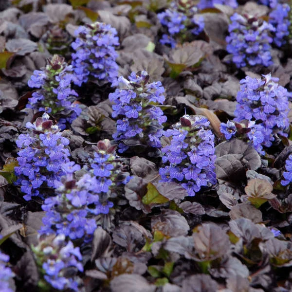 How to Care for Black Scallop Ajuga (Ajuga reptans ‘Black Scallop’)