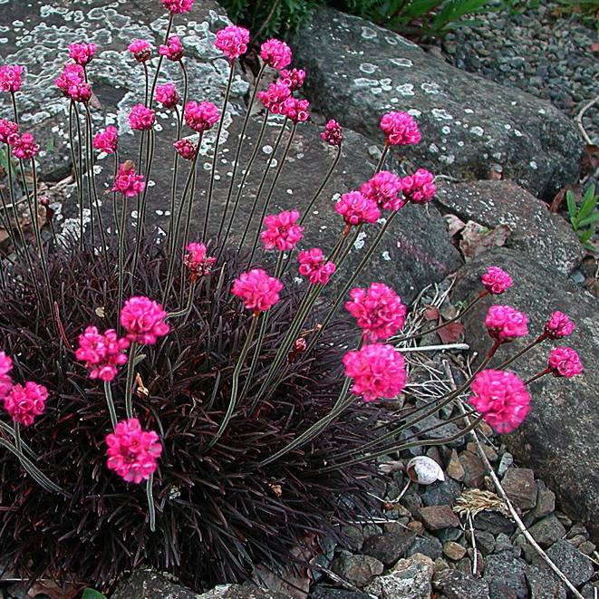 How to Care for Black Sea Thrift (Armeria maritima ‘Black Sea’)