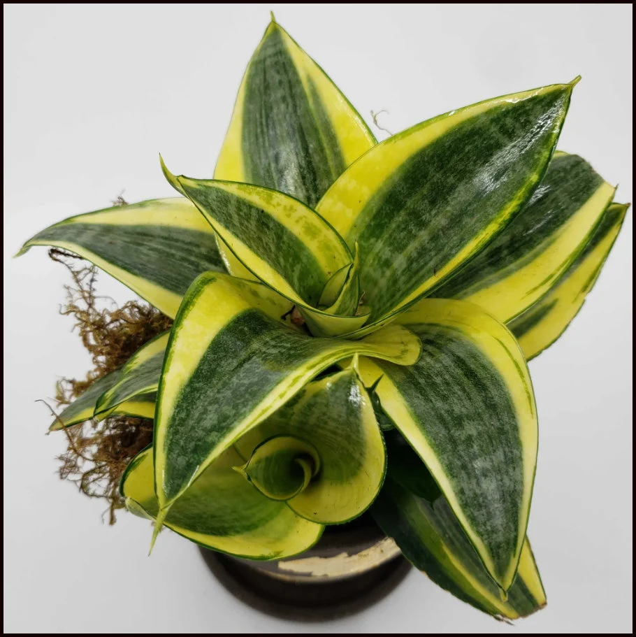 How to Care for Black Star Sansevieria (Snake Plant)