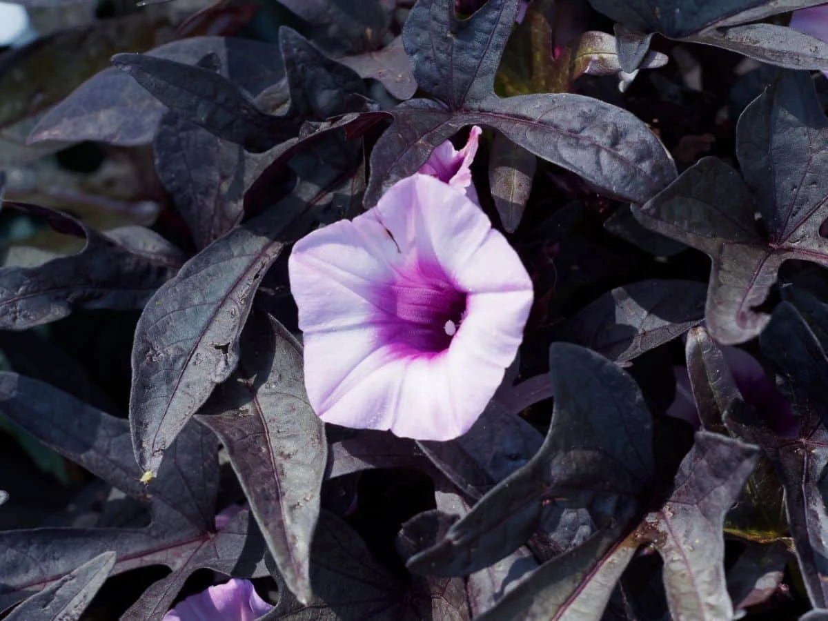 How to Care for Black Sweet Potato Vine (Ipomoea batatas ‘Blackie’)